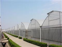 银耳连栋温室大棚-银耳连栋大棚